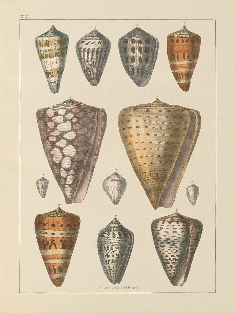 Wall Art Painting id:557686, Name: Shell Assorment II v2, Artist: Wild Apple Portfolio