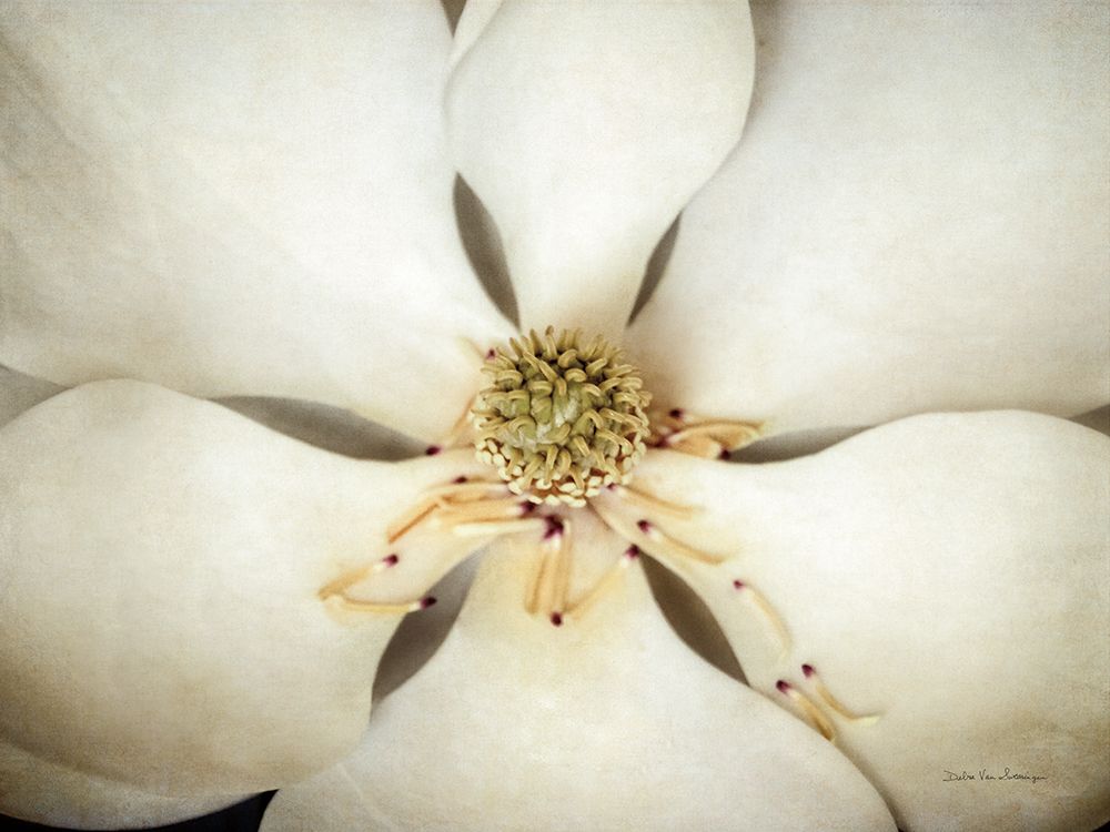 Wall Art Painting id:654003, Name: Magnolia Detail I, Artist: Van Swearingen, Debra