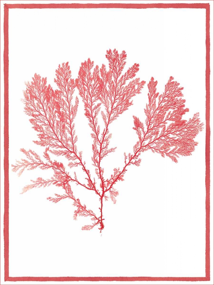 Art Print: Sea Things I