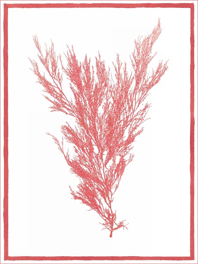 Art Print: Sea Things II