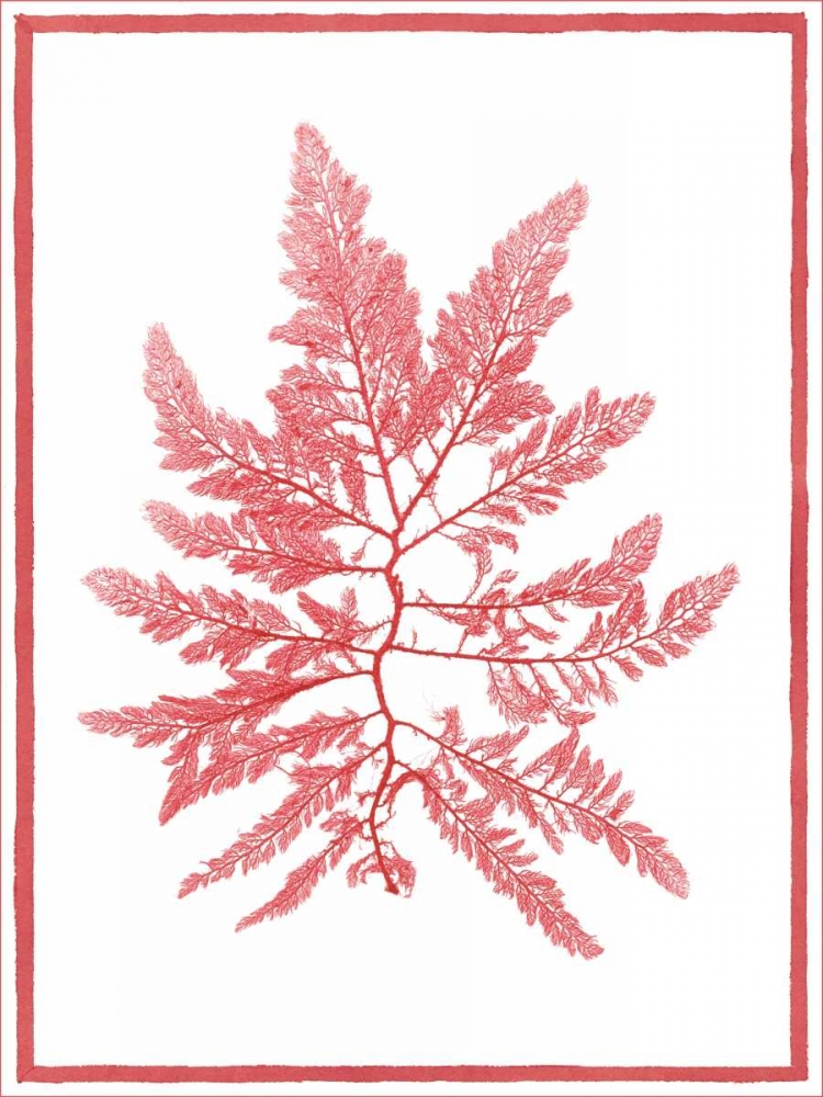 Art Print: Sea Things III