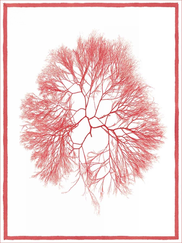 Art Print: Sea Things IV