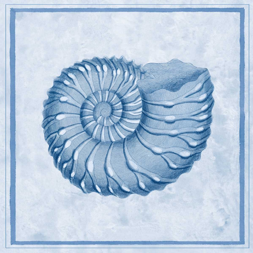 Art Print: Blue Nautilus C