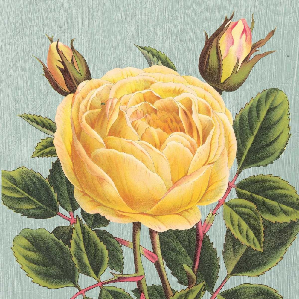 Art Print: Yellow Rose