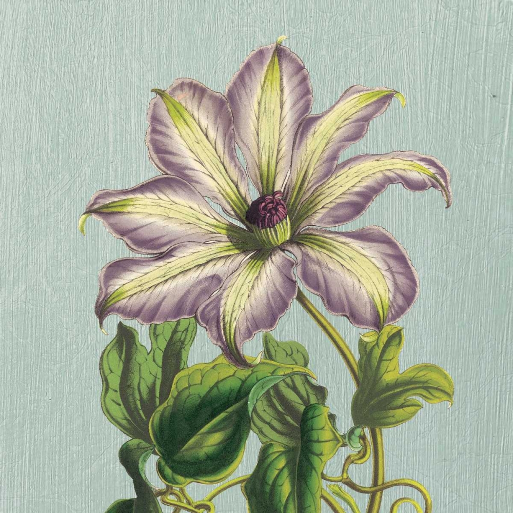 Art Print: Purple Clematis