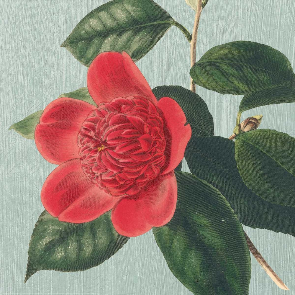 Art Print: Peony