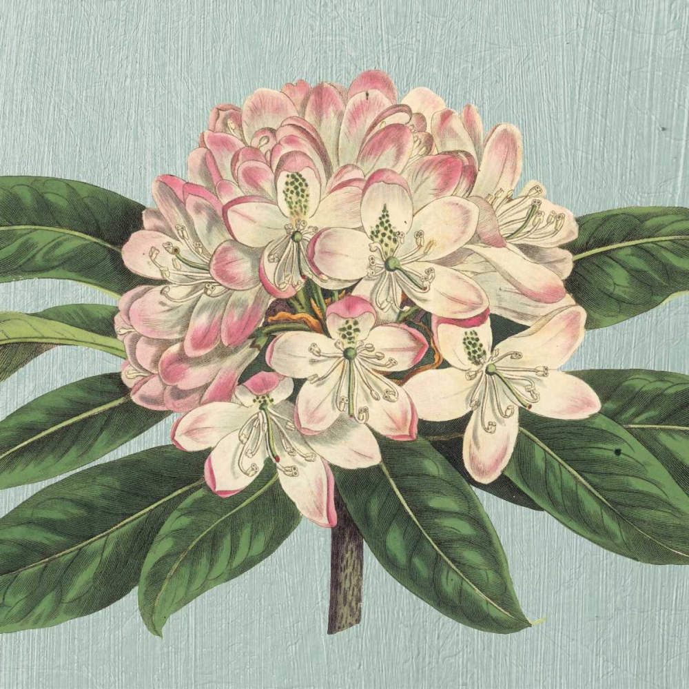 Wall Art Painting id:20495, Name: Rhododendron, Artist: Chilton, Sarah E