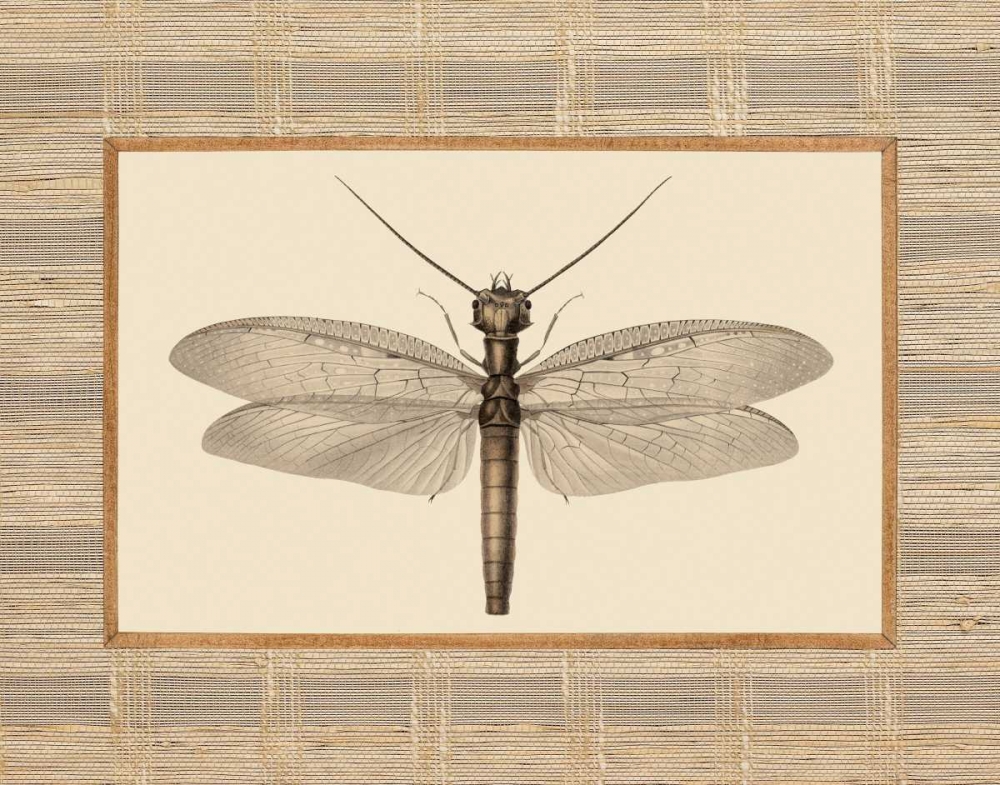 Wall Art Painting id:20625, Name: Delicate Dancer II, Artist: Chilton, Sarah E