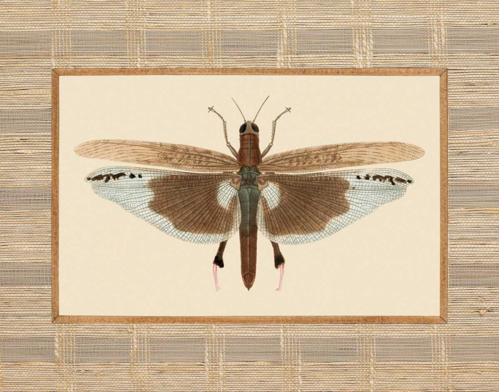 Art Print: Delicate Dancer IV