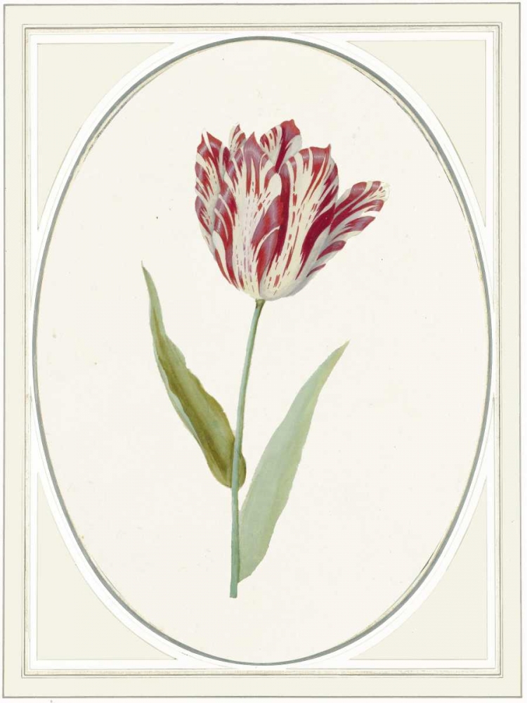 Wall Art Painting id:166067, Name: Tulipa V, Artist: Waltz, Anne