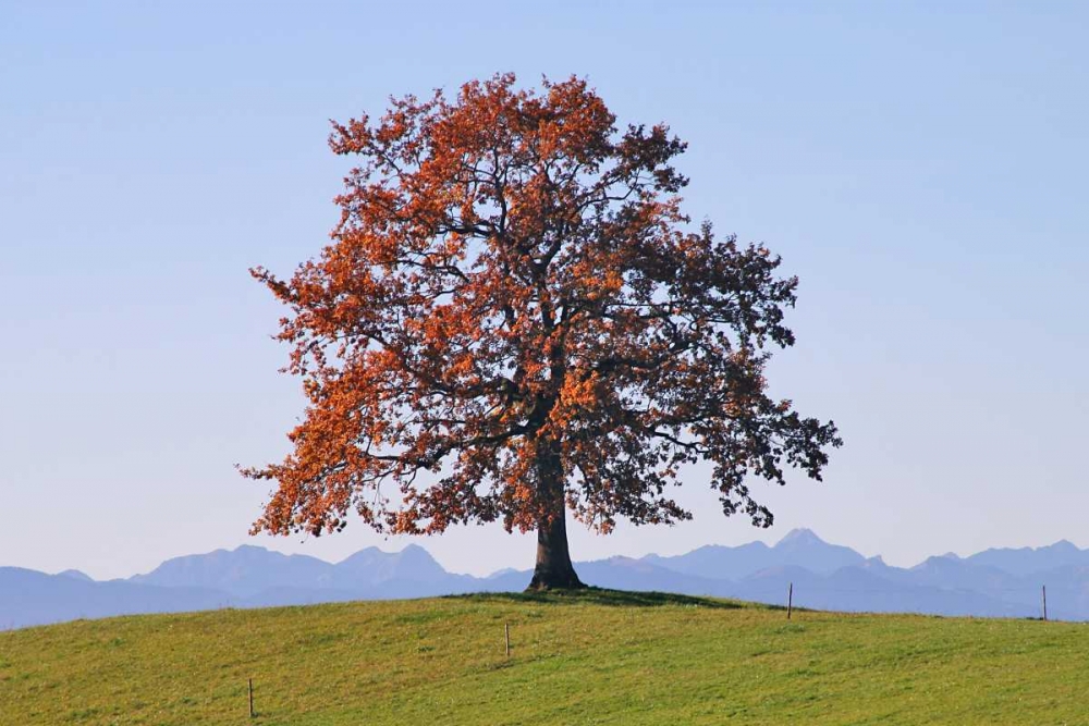 Wall Art Painting id:27835, Name: Der Baum, Artist: Rossmeissl, Gerhard