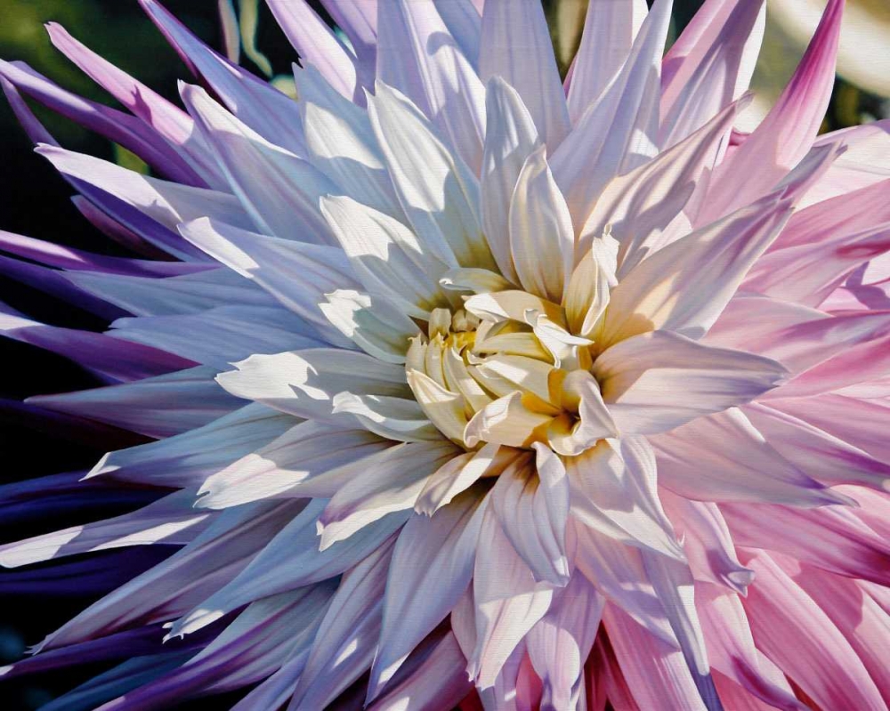 Wall Art Painting id:81357, Name: Another Dazzling Dahlia, Artist: Schuh, Michael