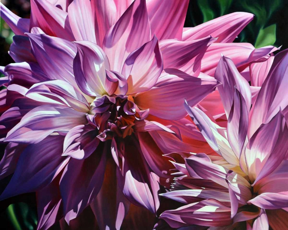 Wall Art Painting id:81358, Name: Dueling Dahlias, Artist: Schuh, Michael