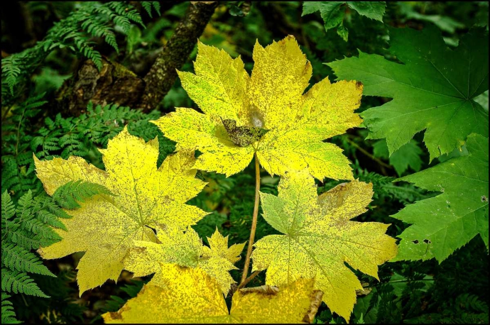 Wall Art Painting id:27779, Name: Fall Leaves, Artist: Stalowy, John