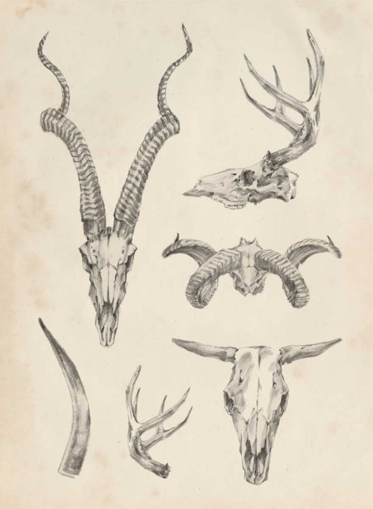 Wall Art Painting id:120823, Name: Skull and Antler Study I, Artist: Harper, Ethan