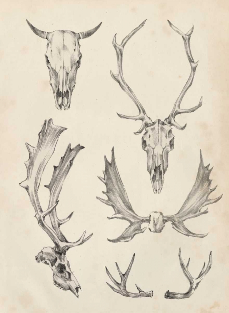 Wall Art Painting id:120824, Name: Skull and Antler Study II, Artist: Harper, Ethan