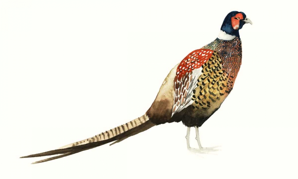 Wall Art Painting id:121054, Name: Watercolor Pheasant I, Artist: Popp, Grace