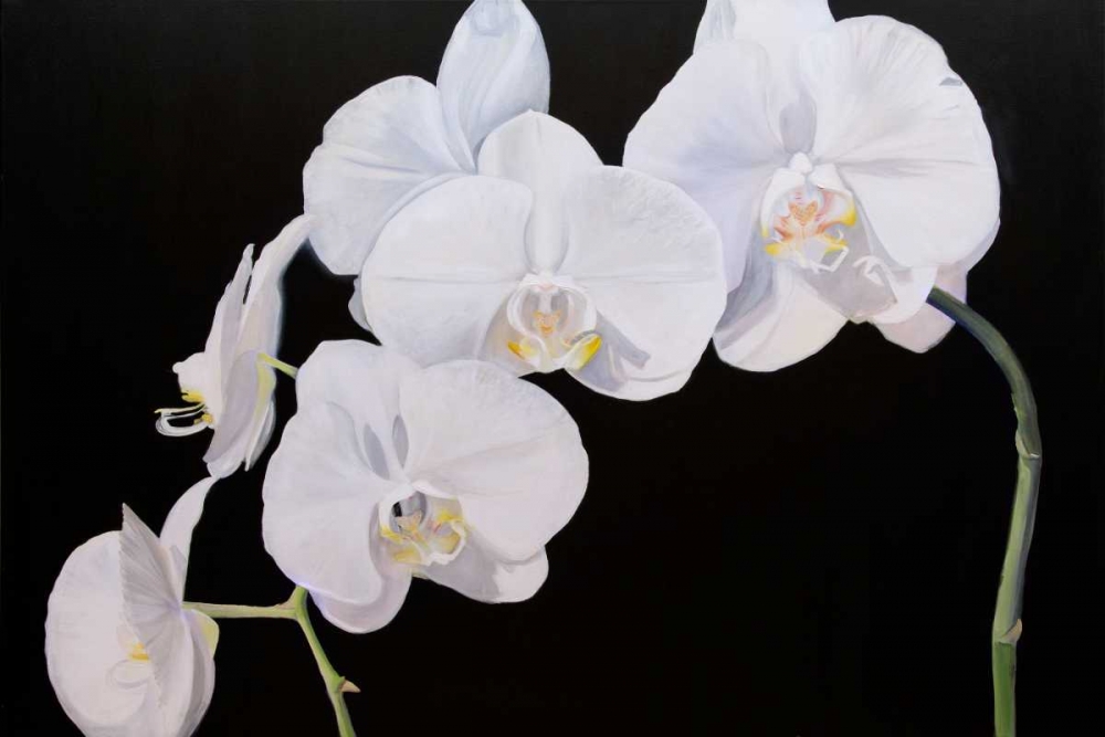 Wall Art Painting id:147827, Name: Dramatic Orchids I, Artist: Iafrate, Sandra