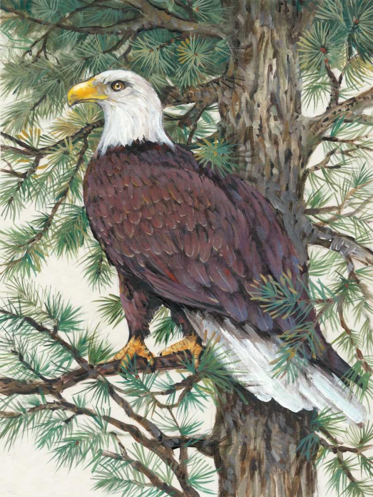 Wall Art Painting id:148134, Name: Eagle in the Pine, Artist: OToole, Tim