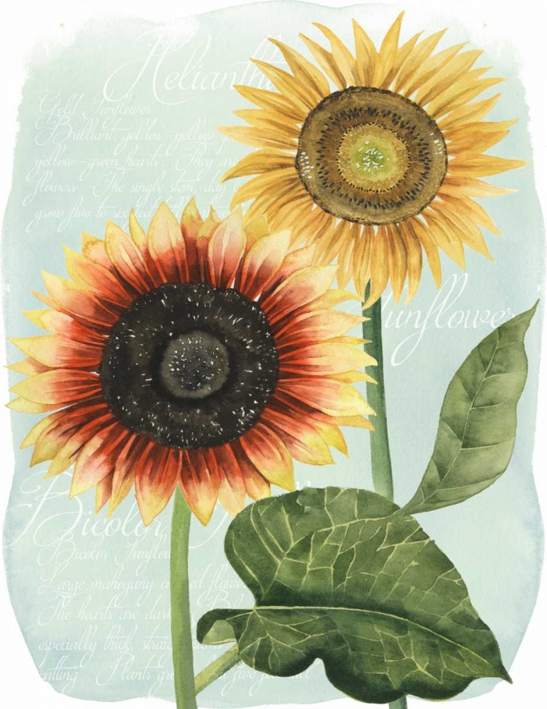 Wall Art Painting id:148184, Name: Sunflower Study I, Artist: Popp, Grace
