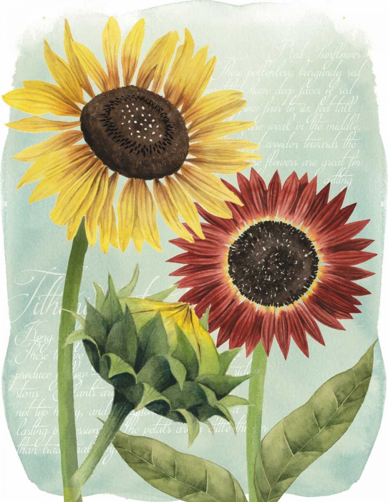 Wall Art Painting id:148185, Name: Sunflower Study II, Artist: Popp, Grace
