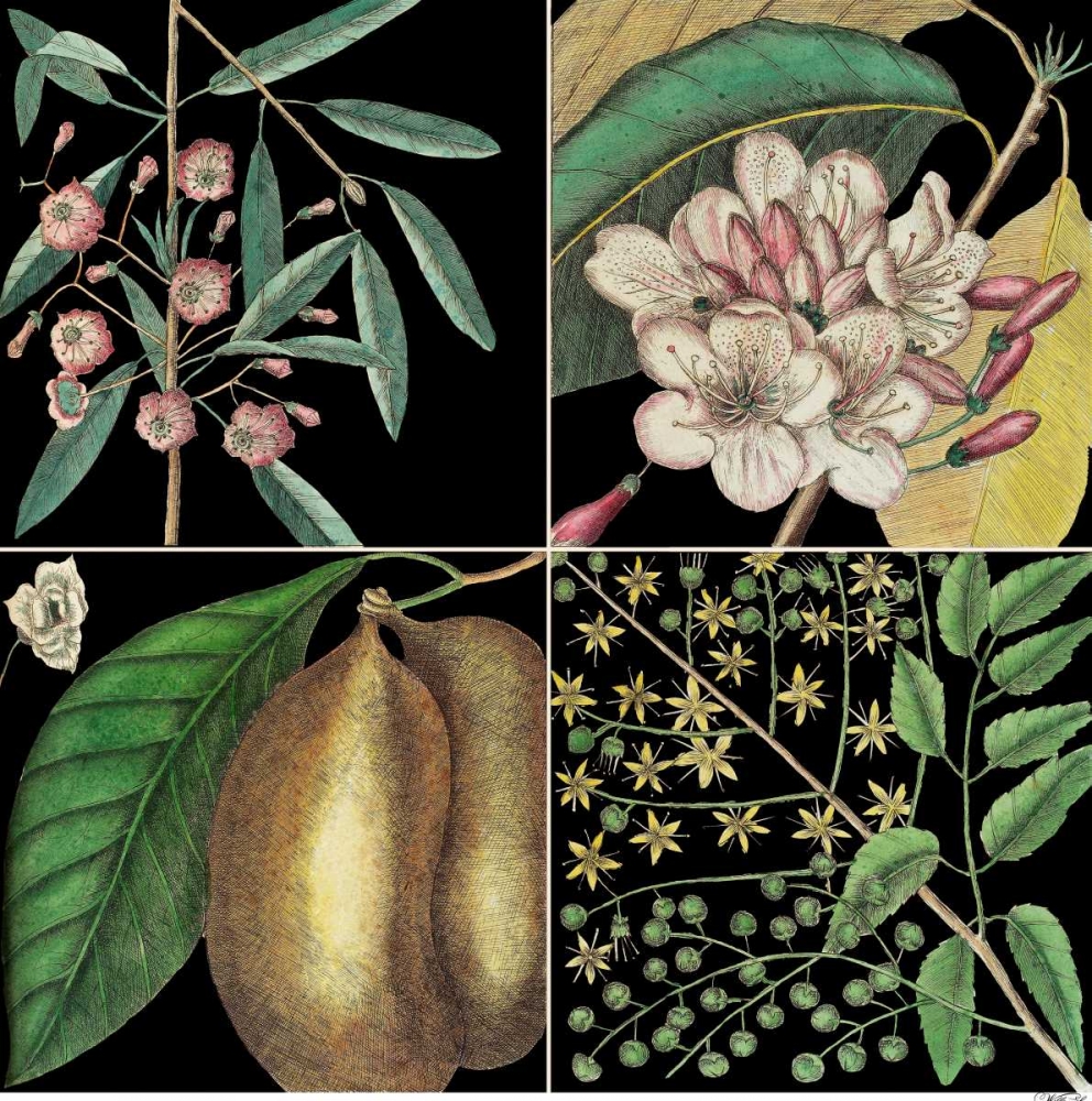Wall Art Painting id:155657, Name: Graphic Botanical Grid II, Artist: Catesby, Mark