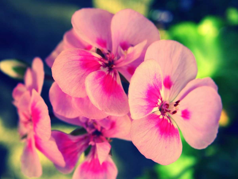 Art Print: Pink Blossom II
