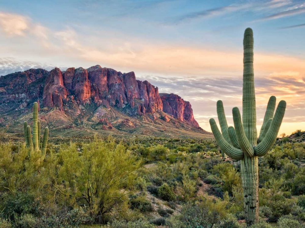 Wall Art Painting id:164912, Name: Cacti View II, Artist: Drost, David