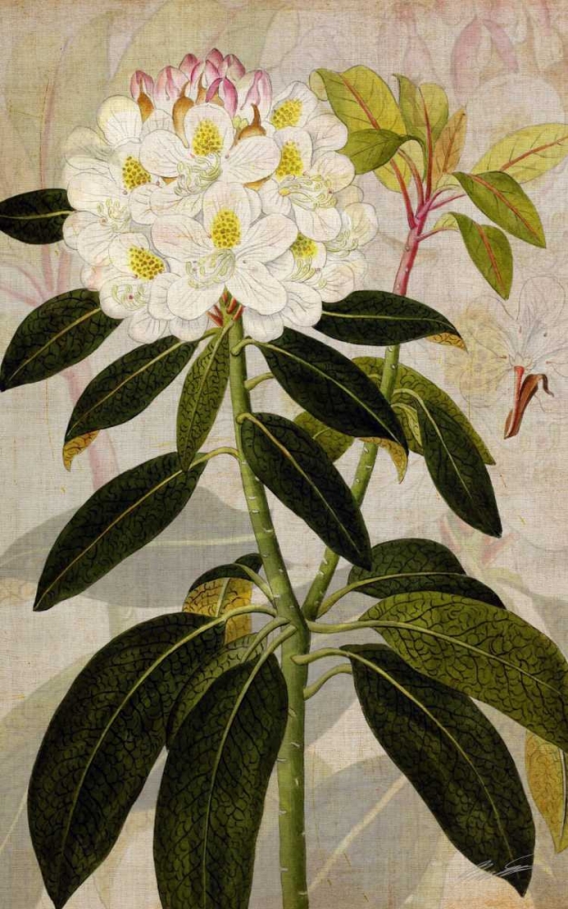 Wall Art Painting id:53437, Name: Rhododendron I, Artist: Butler, John