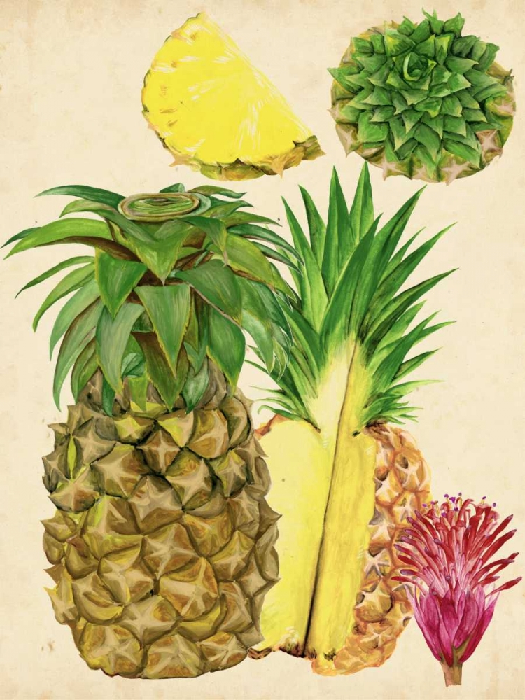 Wall Art Painting id:165341, Name: Tropical Pineapple Study I, Artist: Wang, Melissa