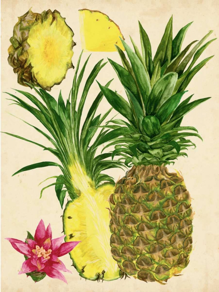 Wall Art Painting id:165342, Name: Tropical Pineapple Study II, Artist: Wang, Melissa
