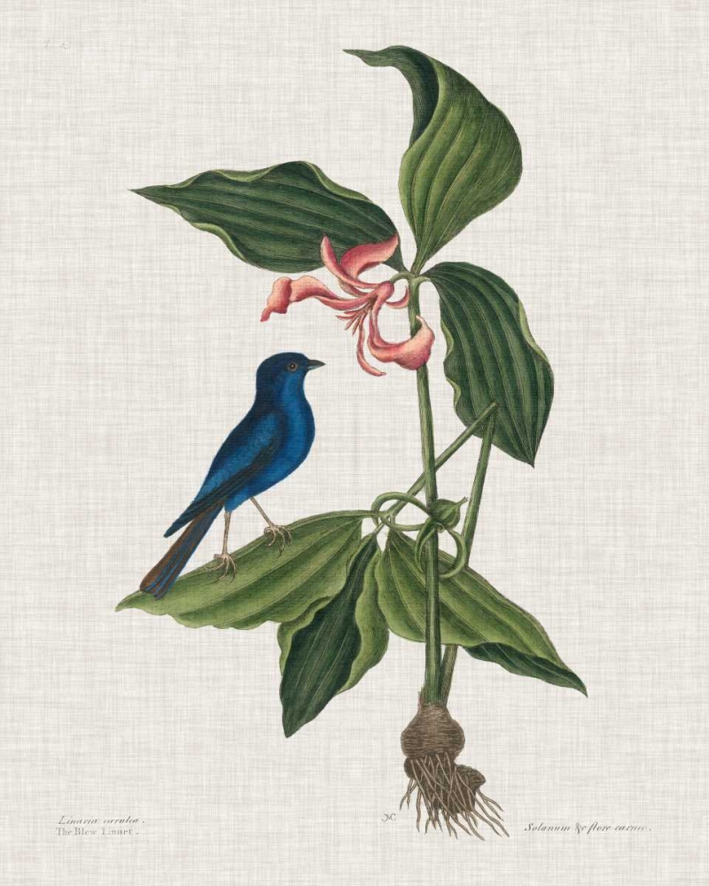 Wall Art Painting id:163725, Name: Studies in Nature III, Artist: Catesby, Mark