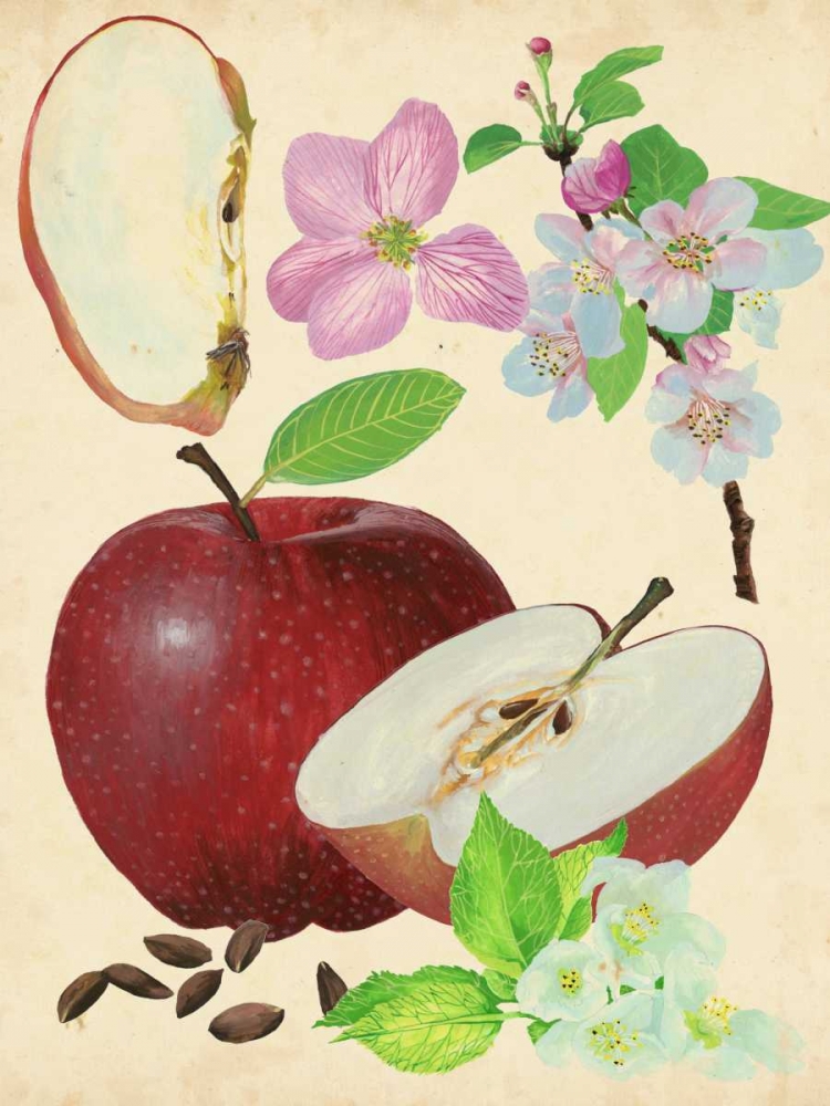 Wall Art Painting id:165692, Name: Apple and Blossom Study I, Artist: Wang, Melissa