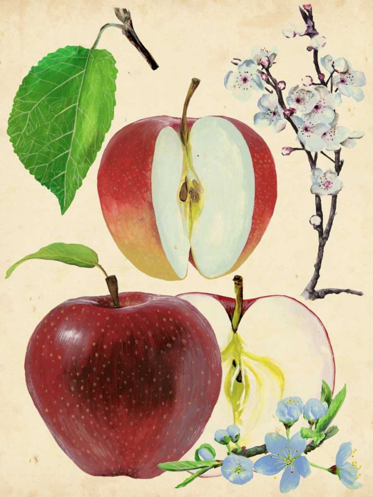 Wall Art Painting id:165693, Name: Apple and Blossom Study II, Artist: Wang, Melissa