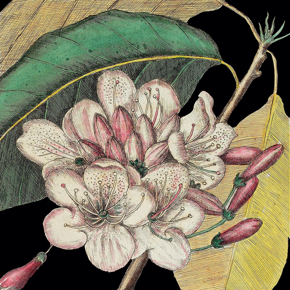 Wall Art Painting id:626106, Name: Graphic Botanical Mini VI, Artist: Catesby, Mark