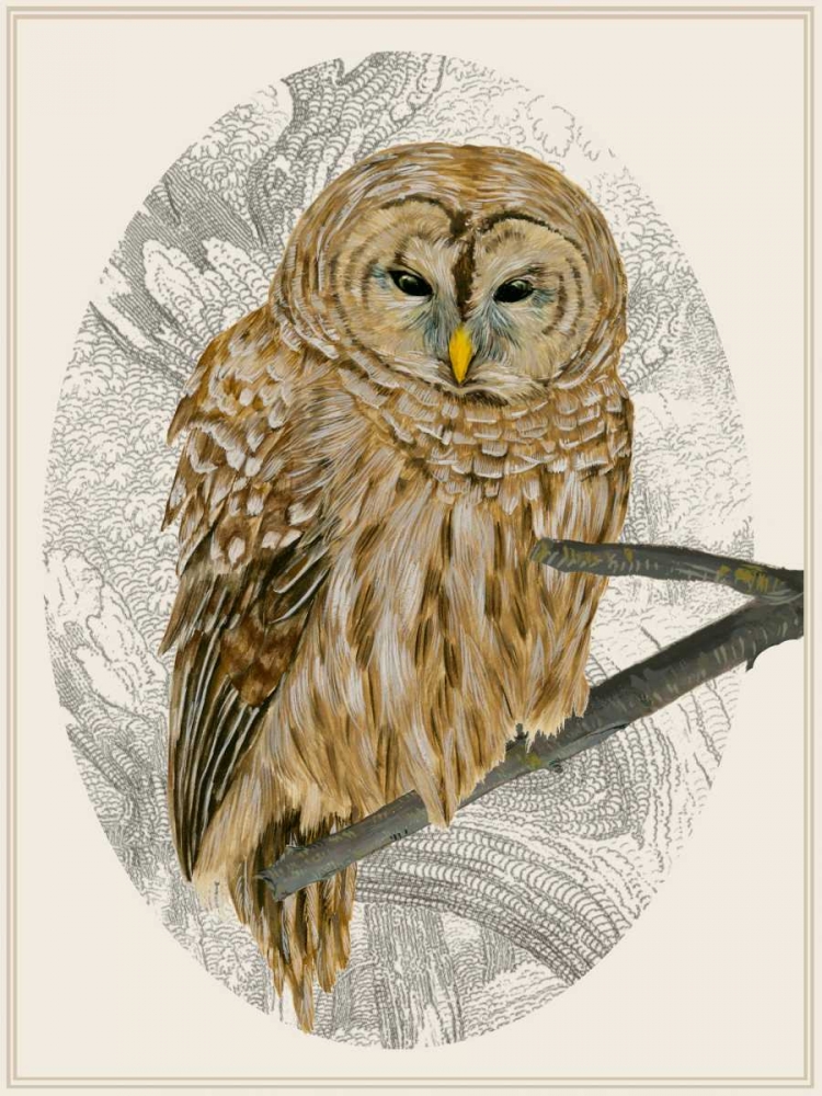 Wall Art Painting id:165787, Name: Barred Owl I, Artist: Wang, Melissa