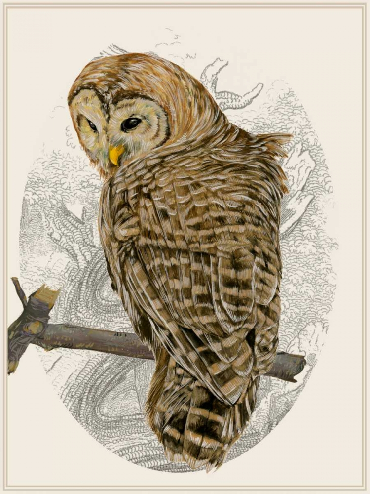 Wall Art Painting id:165788, Name: Barred Owl II, Artist: Wang, Melissa