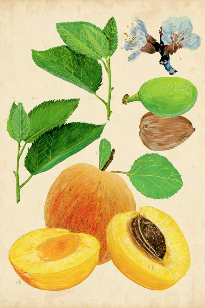 Wall Art Painting id:183130, Name: Apricot Study I, Artist: Wang, Melissa