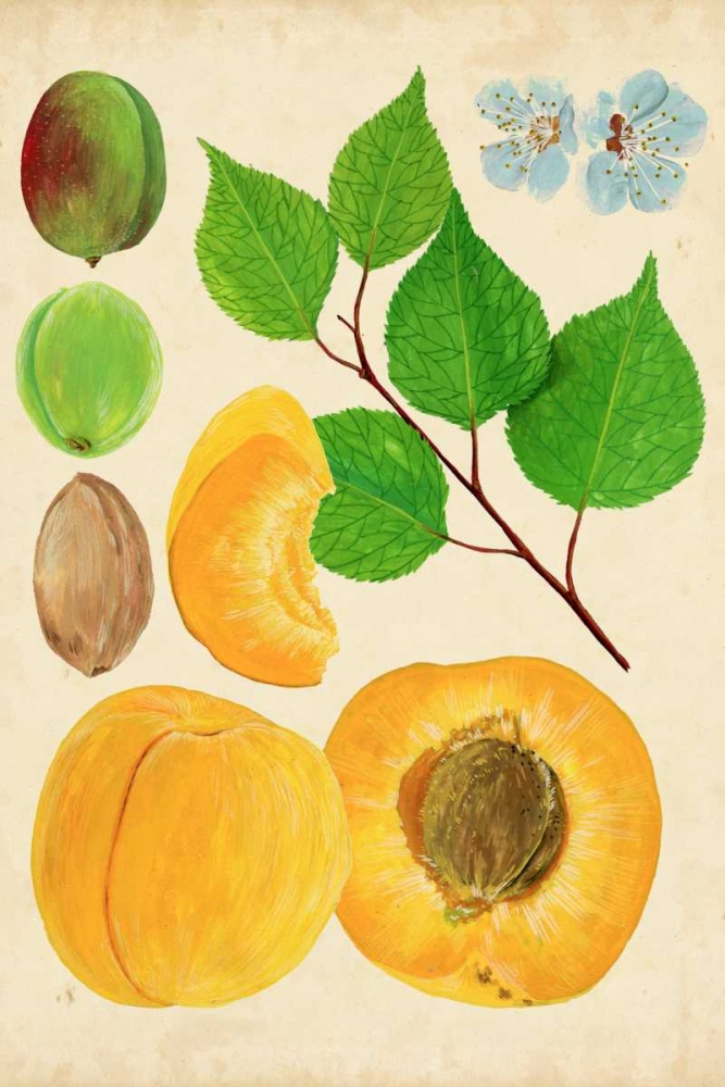 Wall Art Painting id:183131, Name: Apricot Study II, Artist: Wang, Melissa