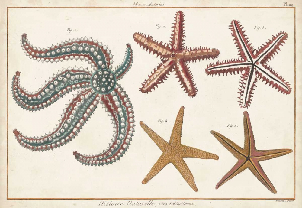 Wall Art Painting id:183135, Name: Starfish Naturelle II, Artist: Diderot, Denis