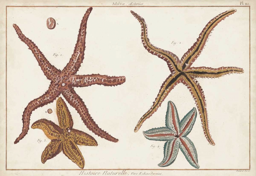 Wall Art Painting id:183136, Name: Starfish Naturelle III, Artist: Diderot, Denis