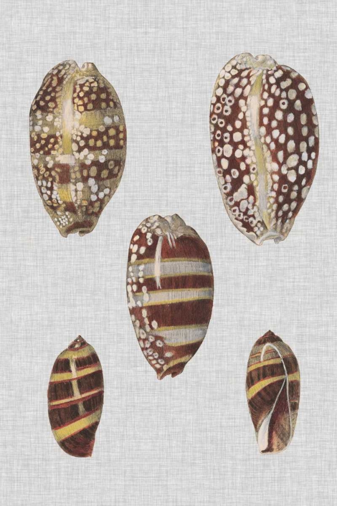 Wall Art Painting id:183264, Name: Shell Display II, Artist: Diderot, Denis