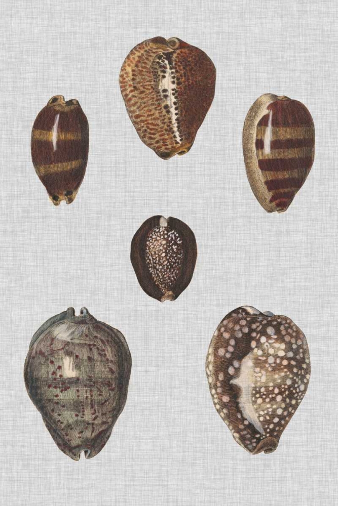 Wall Art Painting id:183266, Name: Shell Display IV, Artist: Diderot, Denis