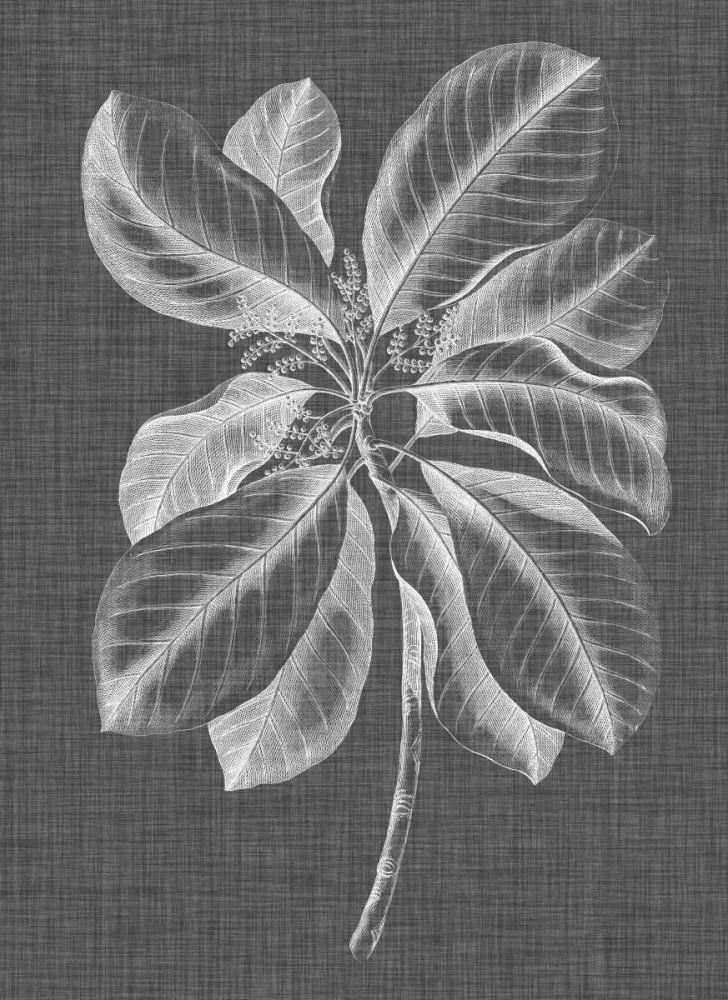 Wall Art Painting id:172295, Name: Graphic Foliage II, Artist: Vision Studio