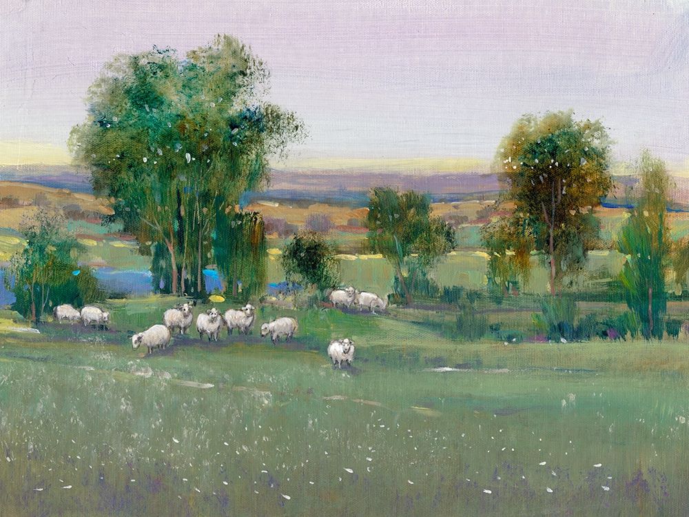 Wall Art Painting id:197286, Name: Field of Sheep II, Artist: OToole, Tim