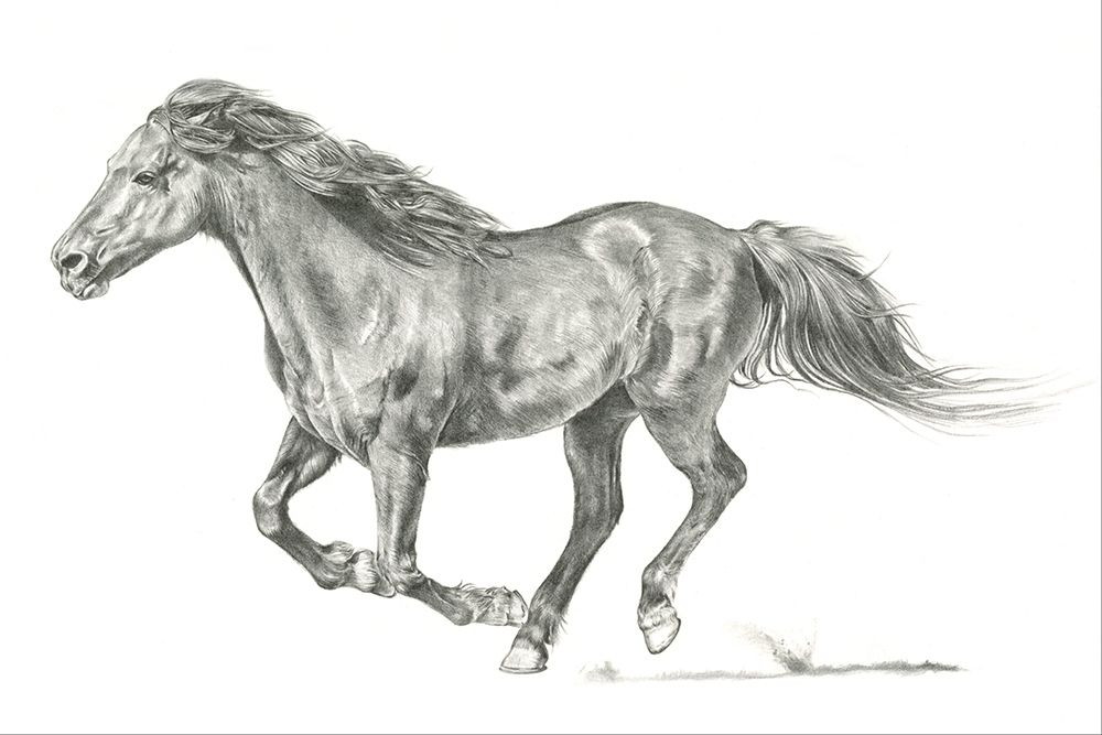 Wall Art Painting id:209751, Name: Wild Horse Portrait I, Artist: Parker, Jennifer Paxton