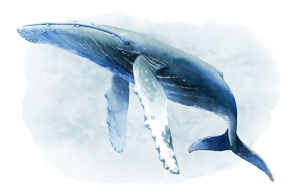 Wall Art Painting id:214713, Name: Watercolor Humpback II, Artist: Popp, Grace