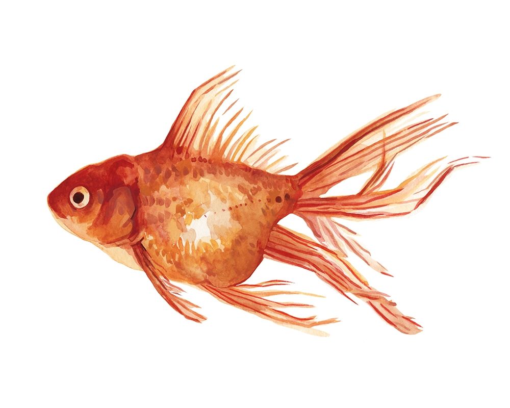 Wall Art Painting id:228444, Name: Ornamental Goldfish I, Artist: Scarvey, Emma