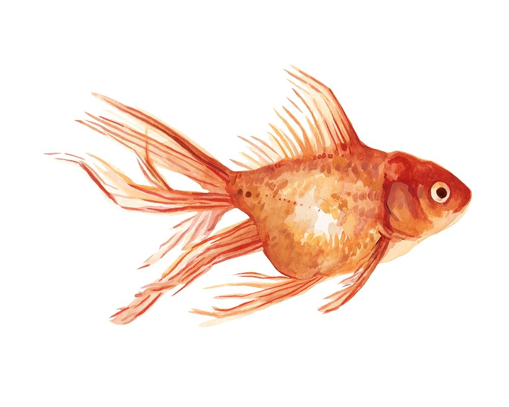 Wall Art Painting id:228445, Name: Ornamental Goldfish II, Artist: Scarvey, Emma