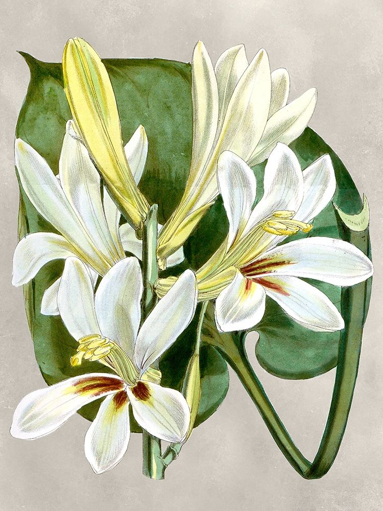 Wall Art Painting id:226267, Name: Alabaster Blooms IV, Artist: Curtis 